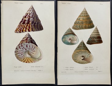 Kiener - 5 Shell Engravings