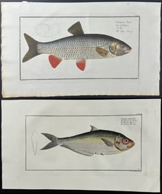 Bloch, Folio - 6 Fish Engravings