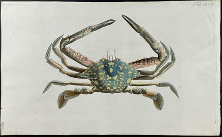 Herbst - Crab. 39