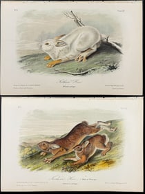 Audubon - Pair of Northern Hare Lithographs