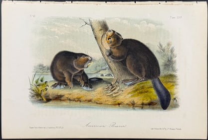 Audubon - American Beaver. 46
