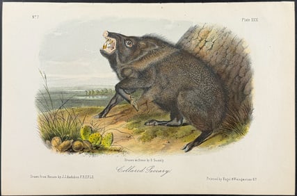 Audubon - Collared Peccary. 31