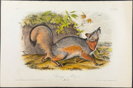 Audubon - Gray Fox. 21
