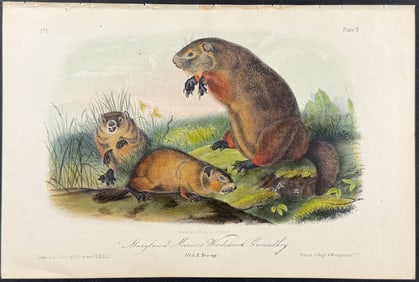 Audubon - Maryland Marmot Woodchuck Groundhog. 2