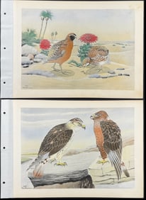 Brasher - 6 Bird Collotypes