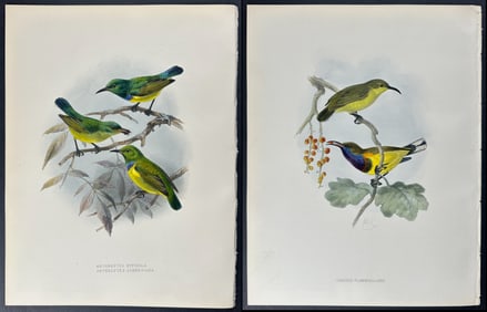 Shelley & Keulemans - 8 Sun-bird Lithographs
