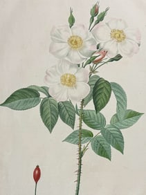 Redoute, Folio - Rose - Rosa Damascena subalba. 20