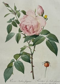 Redoute, Folio - Rose - Rosa indica fragrans. 9