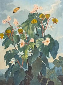 Thornton, Folio - The Oblique-leaved Begonia