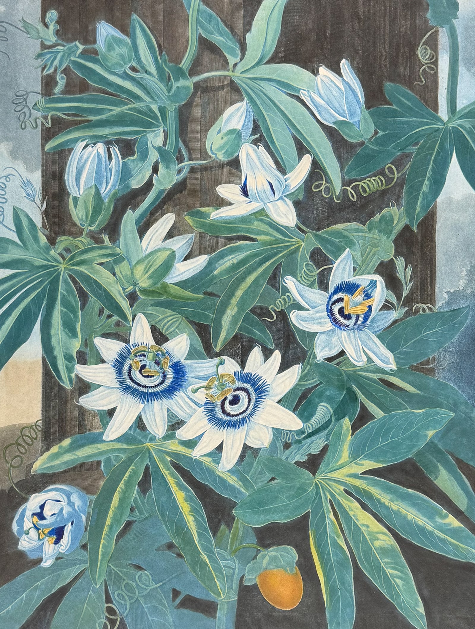 Thornton, Folio - The Blue Passion Flower: This dramatic large folio botanical engraving is from Dr. Robert John Thornton?s work New Illustration of the Sexual System of Carolus Von Linnaeus...and the Temple of Flora, or Garden of Nature. This