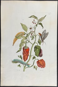 Merian, Folio - Peppers & Moth Metamorphosis. 55