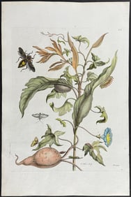Merian, Folio - Sweet Potato with Moth Metamorphosis. 41