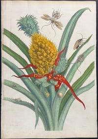 Merian, Folio - Pineapple with Insects, Cockroaches. 1