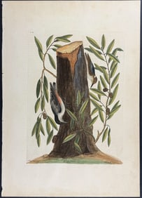 Catesby, First Ed - Nuthatch. 22