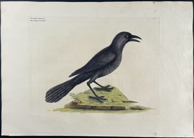 Catesby, First Ed - Purple Jack Daw. 1-12