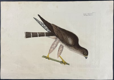 Catesby, First Ed - Pigeon Hawk. 1-3