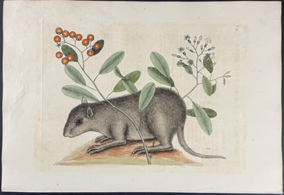 Catesby, First Ed - Bahama Coney (Woodchuck) with Strong Back. 2-79