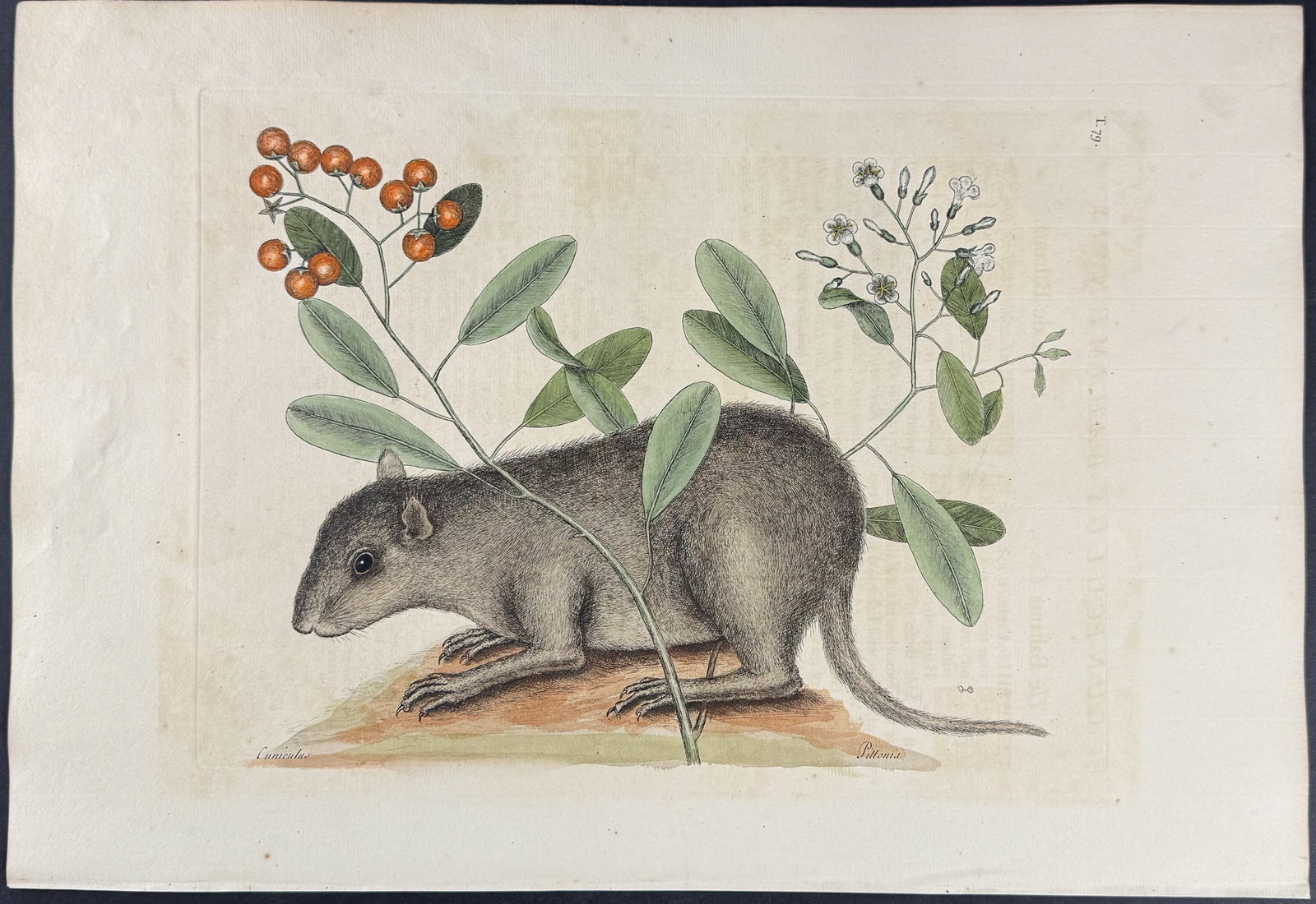 Catesby, First Ed - Bahama Coney (Woodchuck) with Strong Back. 2-79: We are pleased to offer this folio engraving from Mark Catesby?s The Natural History of Carolina, Florida and the Bahama Islands: Containing the Figures of Birds, Beasts, Fishes, Serpents, Insects, an