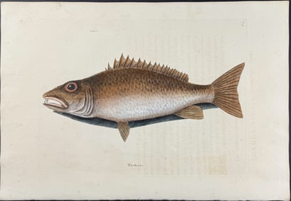 Catesby, First Ed - Mangrove Snapper. 2-9