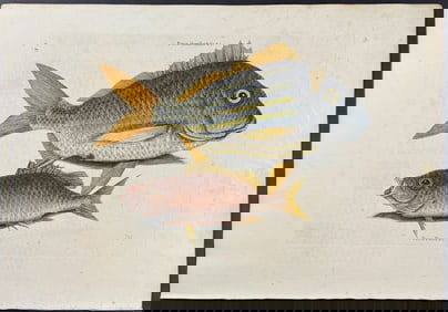 Catesby, First Ed - Pork Fish & Schoolmaster. 2-4