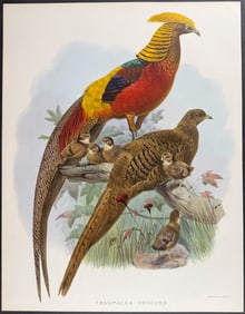 Elliot - Black-throated Golden Pheasant