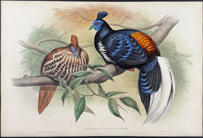 Gould - Vieillot's Fireback