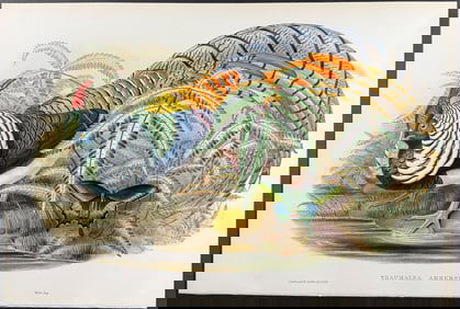 Gould - Lady Amherst's Pheasant