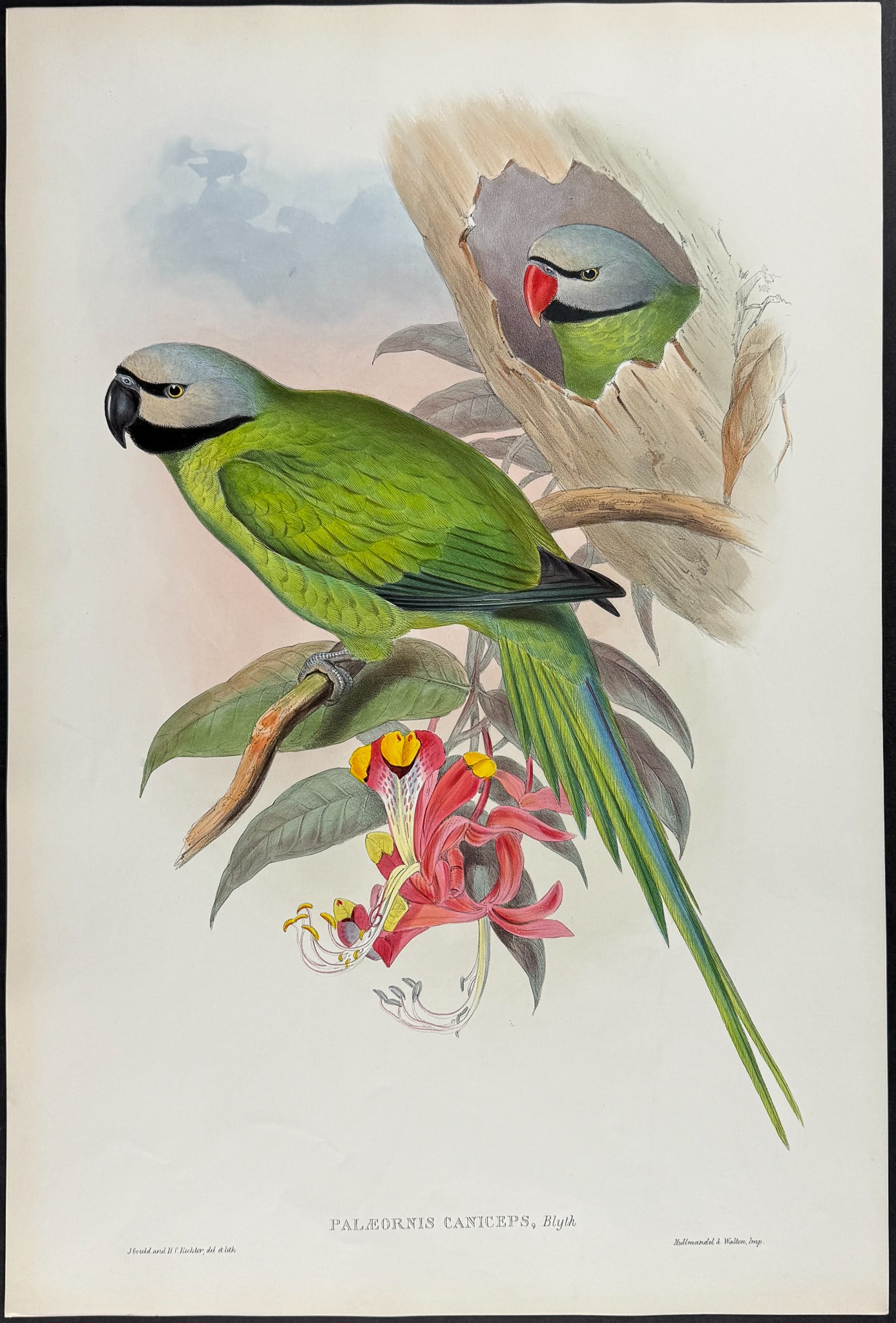 Gould - Grey-headed Parrakeet (1 of 1)