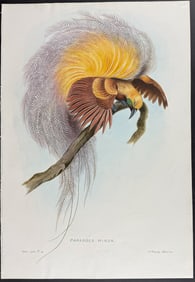 Kefford, Original Watercolor - Lesser Bird of Paradise - From Ibis 1905 Pl 8