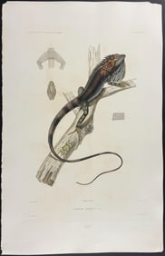 Dumont - Lizard (Lophyre Epineux)