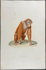 Dumont - Orangutan (Orang-outang, male)