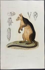 Dumont - Ursine Tree-Kangaroo (Dendrolagus Ursinus)
