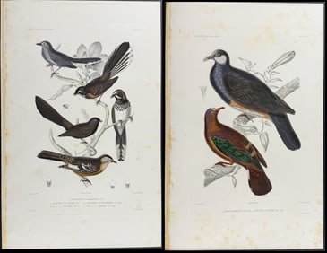 Dumont - 5 Bird Engravings