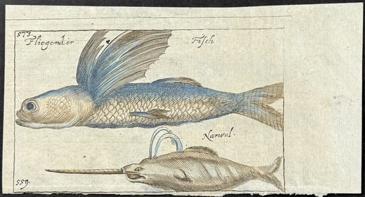 Seyfried, pub. 1694 - Flying Fish & Narwhal Whale