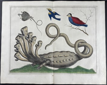 Seba - Seven-headed Hydra, Flying Lizard, Birds. 102