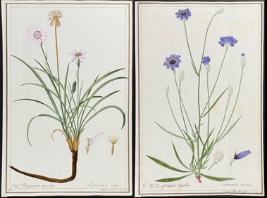 4 Original Watercolors of Botanicals after Ledelmaier, Her for Jacquin, Curtis (according to