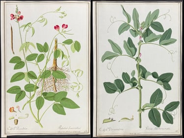 4 Original Watercolors of Botanicals after Ledel for Jacquin, Blackwell (according to Linnaeus