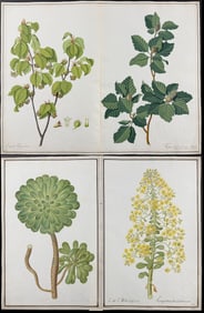3 Original Watercolors of Tree Branches after Ledel for Kaiser, Duhamel (according to Linnaeus