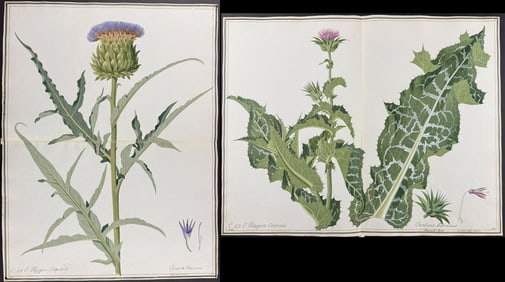 Pair of Original Watercolors of Thistle after Ledl for Blackwell, Curtis (according to Linnaeus