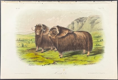 Audubon - Musk Ox. 111