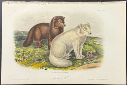 Audubon - Arctic Fox. 121