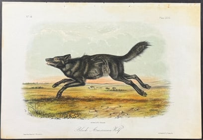 Audubon - Black American Wolf. 67