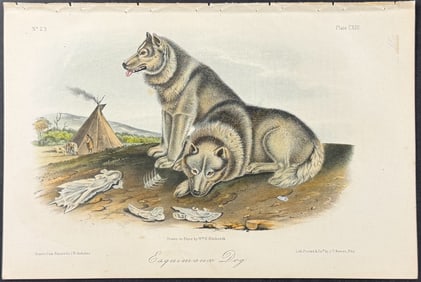 Audubon - Esquimaux Dog. 113