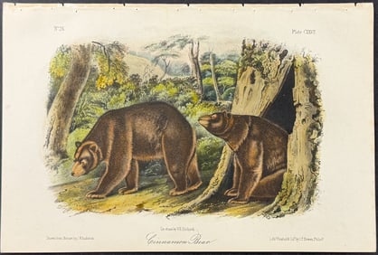 Audubon - Cinnamon Bear. 127