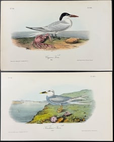 Audubon - Pair of Tern Lithographs