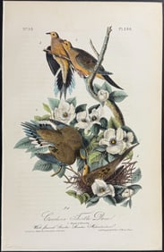 Audubon - Carolina Turtle Dove. 286