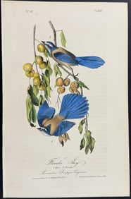 Audubon - Florida Jay. 233