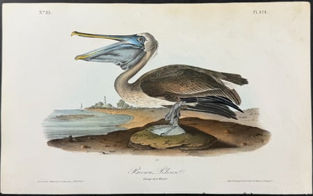Audubon - Brown Pelican. 424