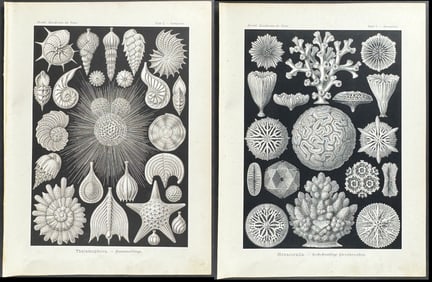 Haeckel - 6 Natural History Prints