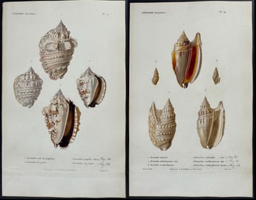 Kiener - 6 Shell Engravings